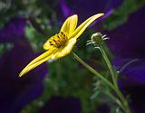 Yellow Flower_00498